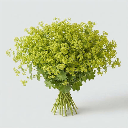 Alchemilla mollis ‘Robustica’ Green Foliage Stems – 55cm