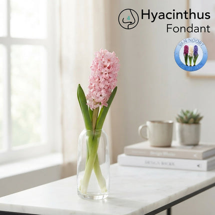 Pink Hyacinth ‘Fondant’ Cut Flowers – 30cm Stems