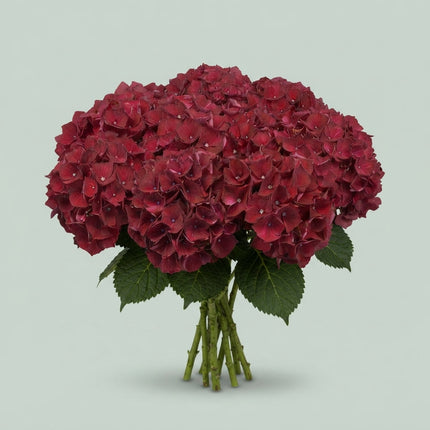Hydrangea - Kolmaru - Magical Ruby Red