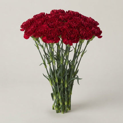 Carnation Standard Zurigo