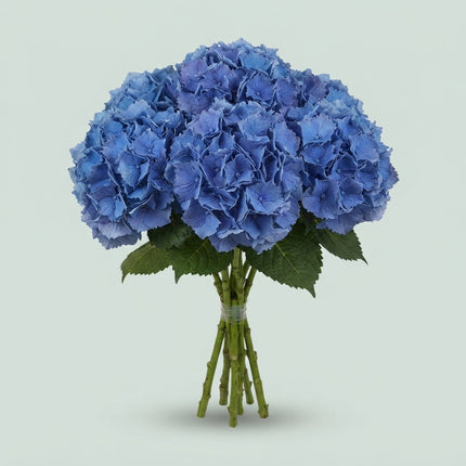 Hydrangea - Royal Parade