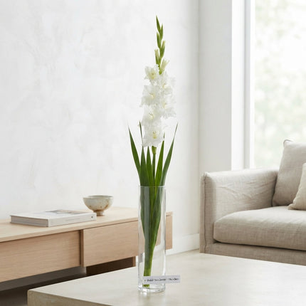 White Gladioli ‘Nova Zembla’ – 110cm Cut Stems