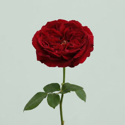 Rose - Rosa - David Austin Tess