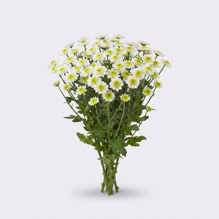 Santini Chrysanthemum - Chrysanthemum - Sun Up