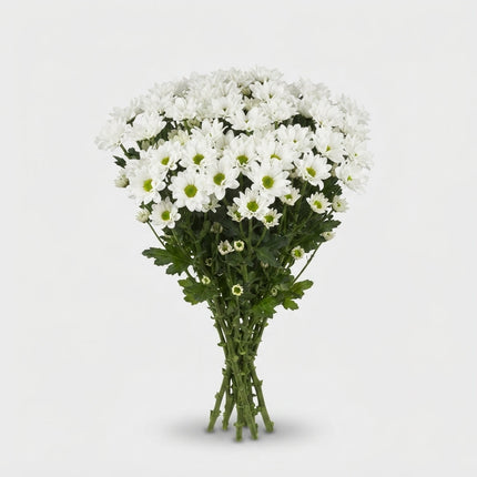 Santini Chrysanthemum - Chrysanthemum - Rossi White