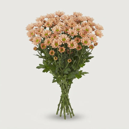 Santini Chrysanthemum - Chrysanthemum - Florossmok