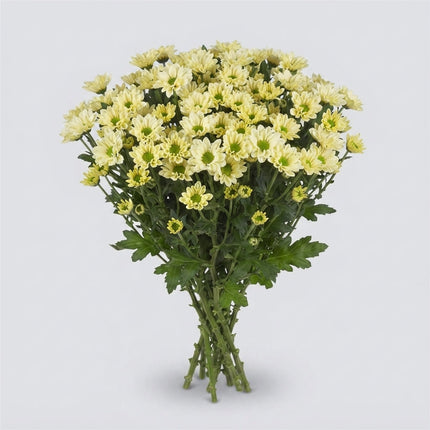 Santini Chrysanthemum - Chrysanthemum - Floroscre