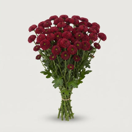 Santini Chrysanthemum - Chrysanthemum - Dekpurpetta Red