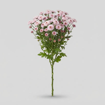 Santini Chrysanthemum - Chrysanthemum - Ellison Sweet