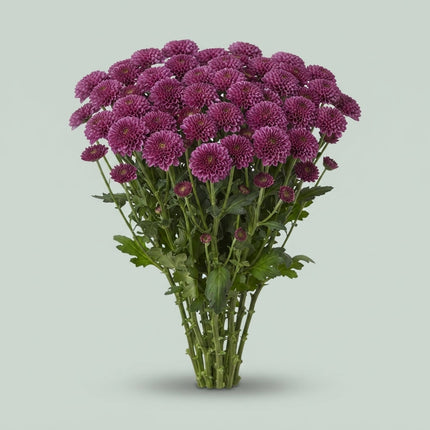 Chrysanthemum Santini Doria
