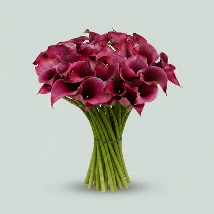 Calla Lily - Zantedeschia - Captain Promise