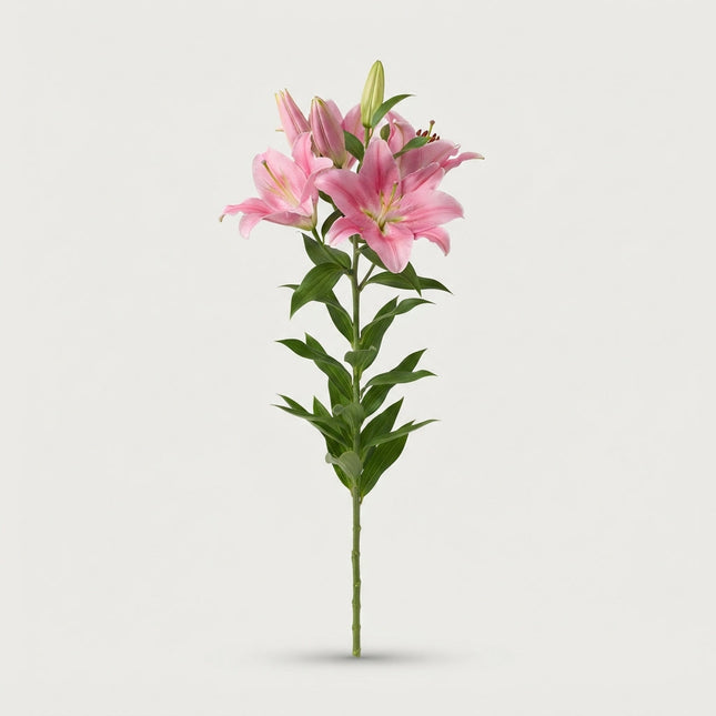 Lily Cali (LO) (10 Stems)