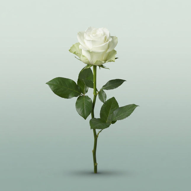 Rose Frost Alpe Dhuez (20 Stems)