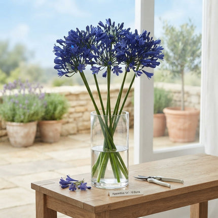 Blue Agapanthus ‘Uri’ Cut Stems – 60cm