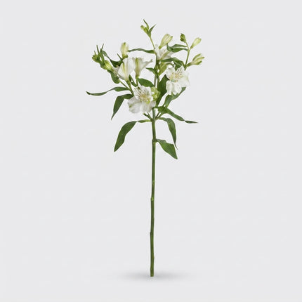 Alstroemeria Charmelia White