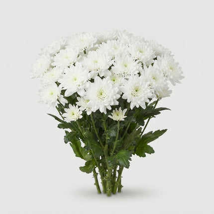 Spray Chrysanthemum - Chrysanthemum - Pina Colada