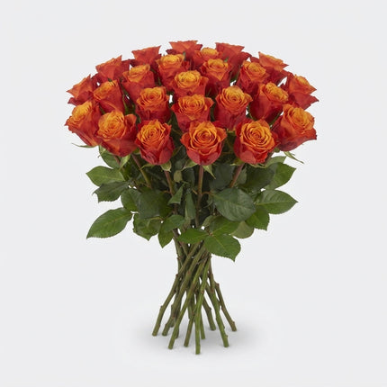 Rose - Rosa - España