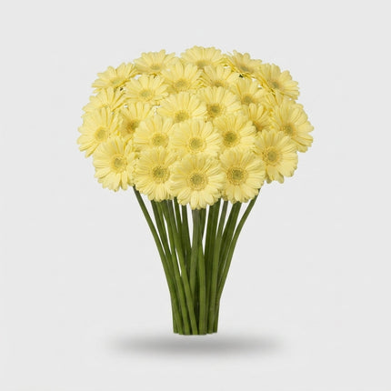 Germini Lemon Ice