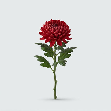 Chrysanthemum G Lamira Red