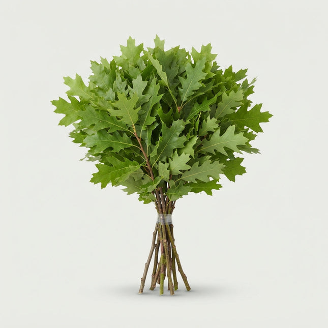 Oak Leaf Natural (20 Stems)