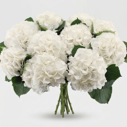 Hydrangea - Schneeball