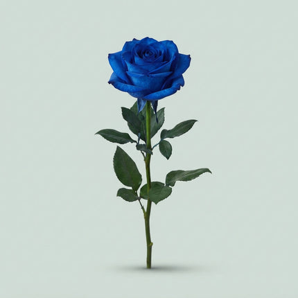 Rose - Blue Dyed