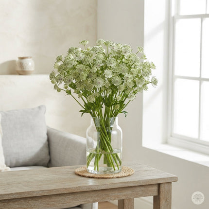 White Astrantia ‘Star of Billion’ – 50cm Stems