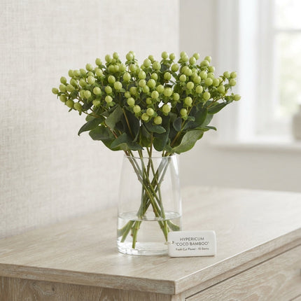 Green Hypericum ‘Coco Bamboo’ Cut Stems – 50cm