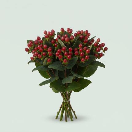 Red Hypericum Coco Diablo Cut Flowers – 60cm Stems