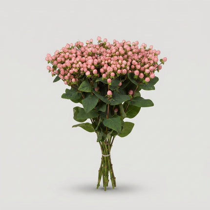 Pink Hypericum ‘Alloco’ Cut Flowers – 50cm Stems