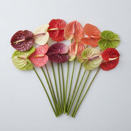 Mixed Anthurium Cut Flowers – 45cm Stems, Bunch of 10