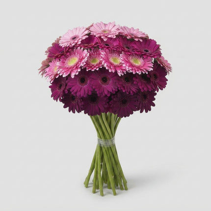 Germini Purple Mix