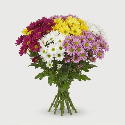 Spray Chrysanthemum - Chrysanthemum (Indicum Grp) - Spray