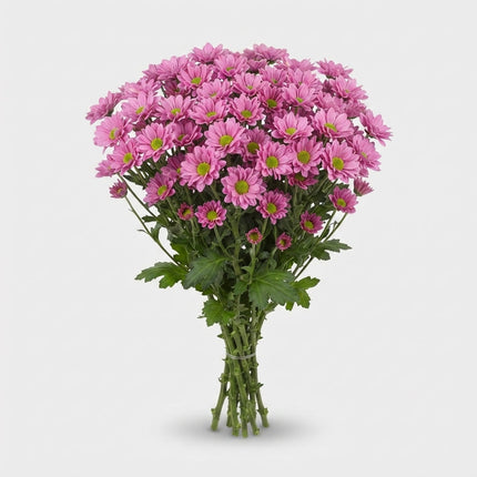 Chrysanthemum Santini Krissi