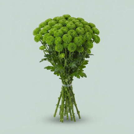 Santini Chrysanthemum - Chrysanthemum - Fiscountry