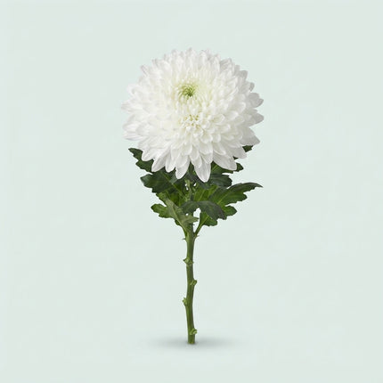 Chrysanthemum - Chrysanthemum - Magnum