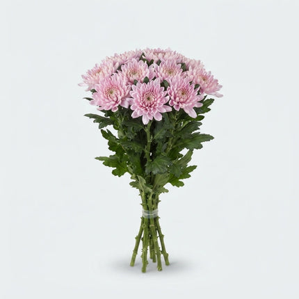 Chrysanthemum - Chrysanthemum (Indicum Grp) - Delirossano