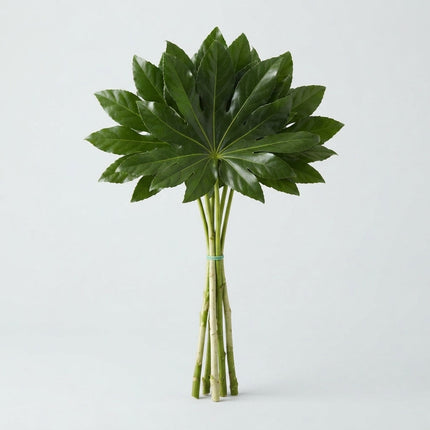 Aralia