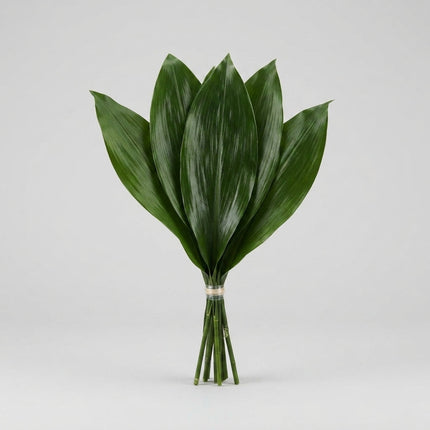 Aspidistra - Aspidistra - elatior