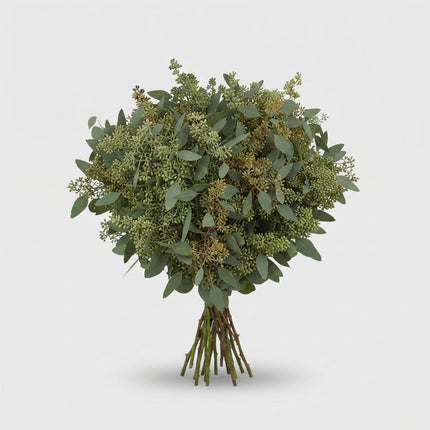 Eucalyptus - Eucalyptus - polyanthemos (fruit)