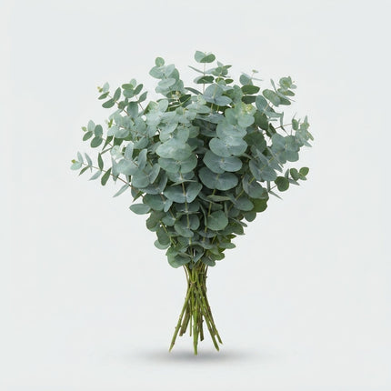 Eucalyptus - Eucalyptus - Baby Blue