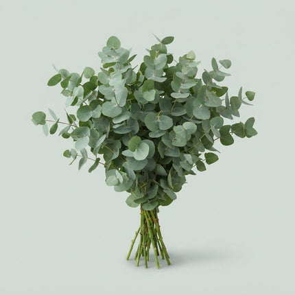 Eucalyptus - Eucalyptus cinerea - Per Bos Cinerea