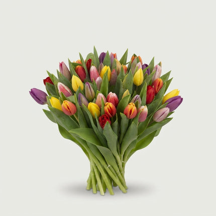 Tulip Mixed