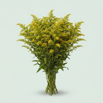 Solidago ‘Glory’ Yellow Flower Stems – 70cm