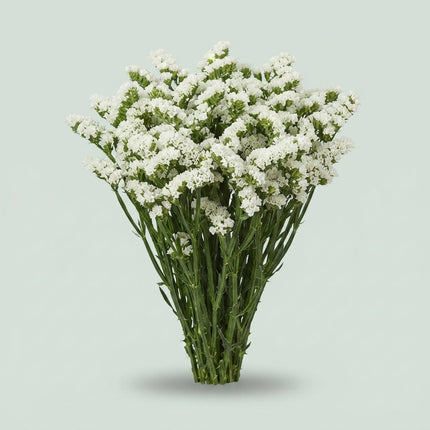 Limonium Statice Starlight Wings
