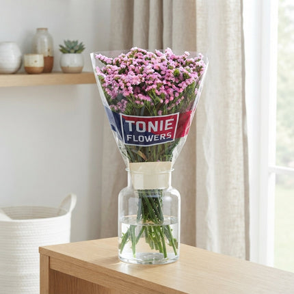 Limonium Statice Fantasia Wings