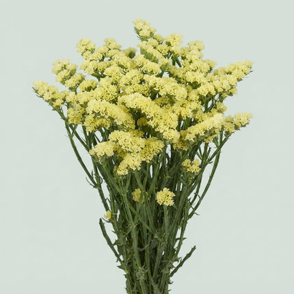 Limonium Statice Yellow