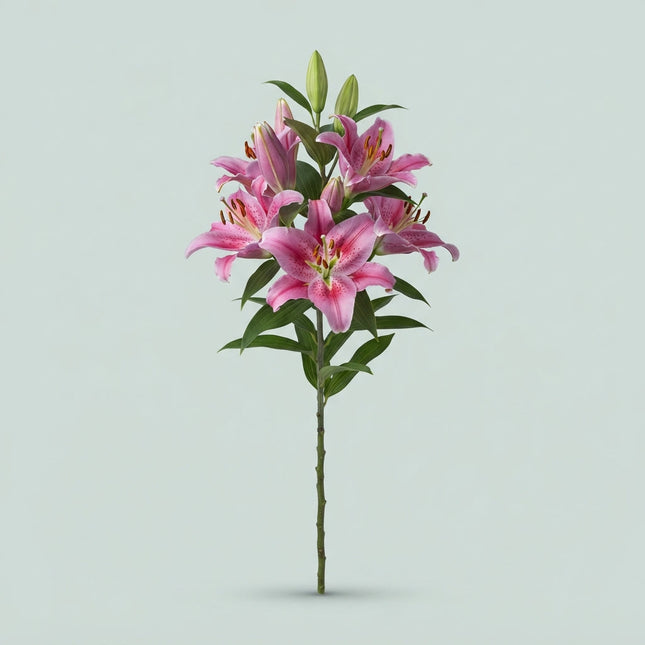 Lily Dalian (OR) (10 Stems)