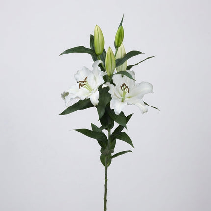 Lily Oriental Signum