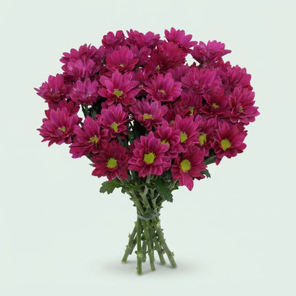 Spray Chrysanthemum - Chrysanthemum - Purple Star